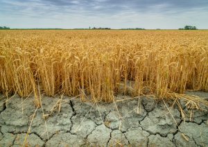 Combating desertification:  let’s talk about it at Watec