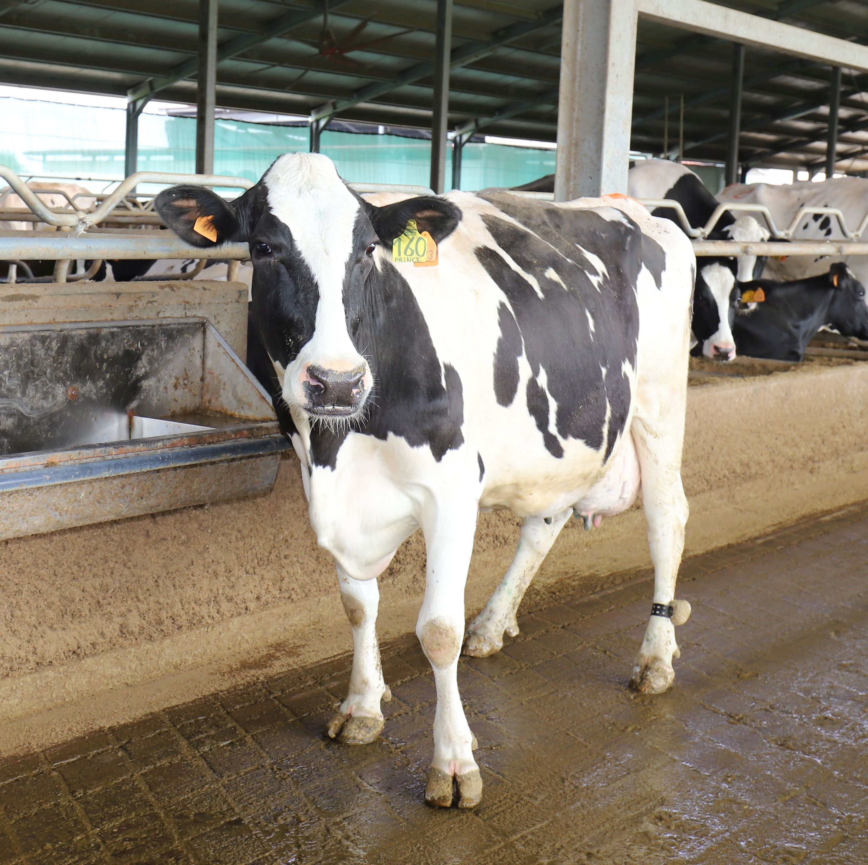 In the cowshed: offsetting the heat wave with water